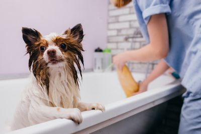 Pet Grooming and Pet Sitting Insurance in Miltonvale, KS by Ayres Insurance Agency