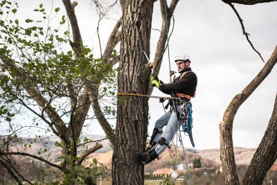 Tree Trimming Insurance in Miltonvale, KS by Ayres Insurance Agency